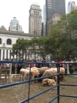 2012_27september_Bryant Park_Campaign for Wool_Sheep & Buildings & NYPL